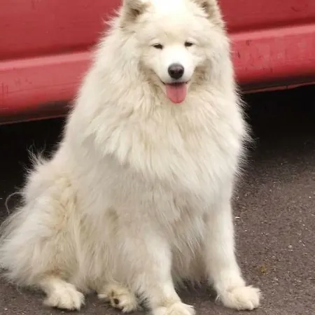 Kerry Air キラーニー